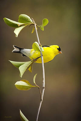 American Goldfinch by Christina Rollo American Goldfinch by Christina Rollo