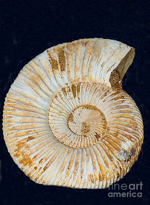 Wall Art - Photograph - Ammonite Fossil #4 by Millard H. Sharp