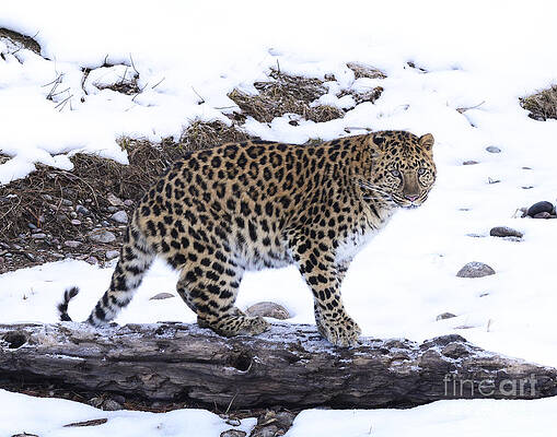 Amur Leopard by Dennis Hammer Amur Leopard by Dennis Hammer