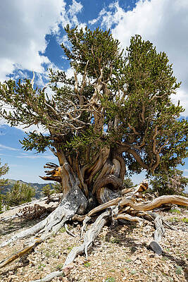 Wall Art - Photograph - Ancient Bristlecone Pine Forest #4 by Panoramic Images