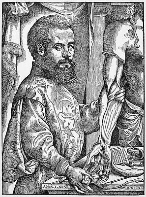 Wall Art - Drawing - Andreas Vesalius (1514-1564) #4 by Granger