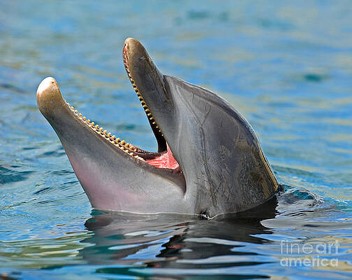 Wall Art - Photograph - Atlantic Bottlenose Dolphin #4 by Millard H. Sharp