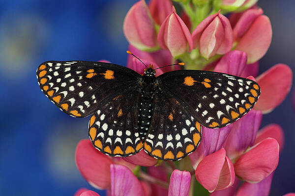 Wall Art - Photograph - Colorful Baltimore Checkered Spot #4 by Darrell Gulin