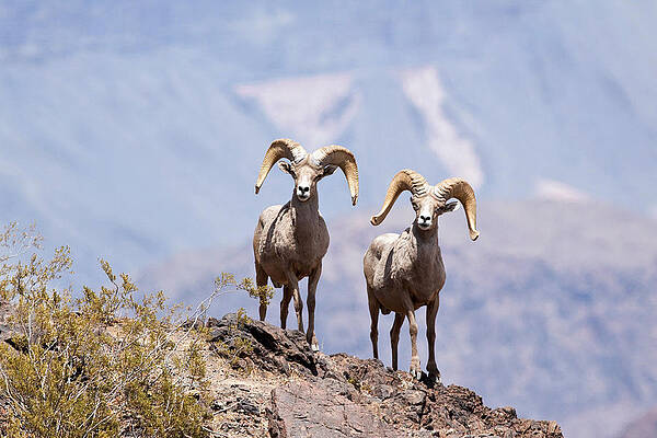 Wall Art - Photograph - Desert Bighorn Sheep Rams #4 by Craig K. Lorenz