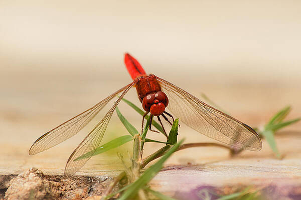 Wall Art - Photograph - Dragonfly #4 by SAURAVphoto Online Store