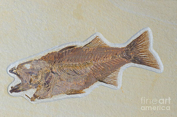 Wall Art - Photograph - Fish Fossil #4 by Millard H. Sharp