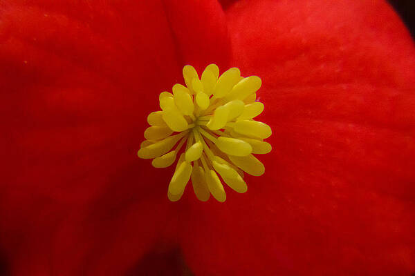 Wall Art - Photograph - Flower #4 by SAURAVphoto Online Store