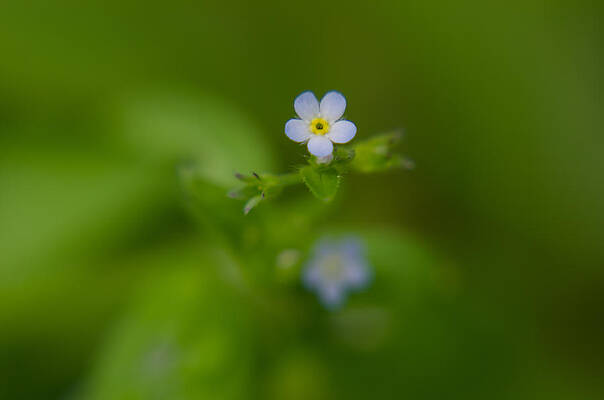 Wall Art - Photograph - Forget-me-not #4 by Michael Goyberg