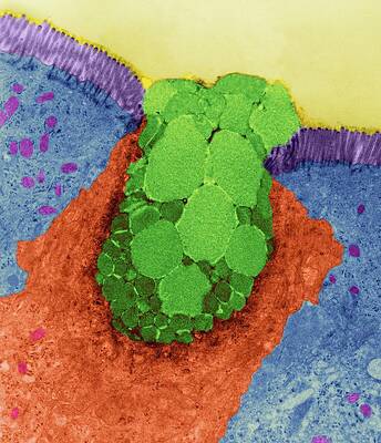 Wall Art - Photograph - Goblet Cell In The Lining Of The Nasal Epithelium #4 by Science Photo Library