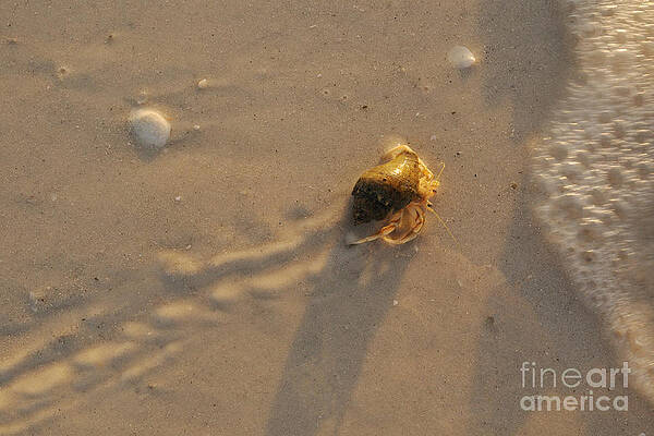 Wall Art - Photograph - Hermit Crab #4 by Scott Linstead