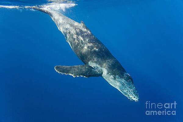Wall Art - Photograph - Humpback Whale Calf #4 by David Fleetham
