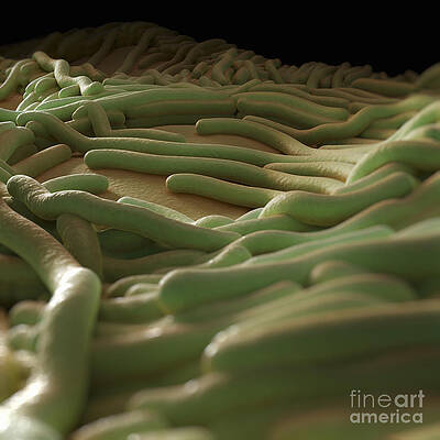 Wall Art - Photograph - Legionella Pneumophila #4 by Science Picture Co