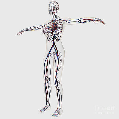 Anatomy Of Female Body With Internal Digital Art by Leonello Calvetti -  Fine Art America