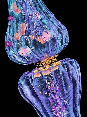 Wall Art - Photograph - Nerve Synapse #4 by Science Photo Library
