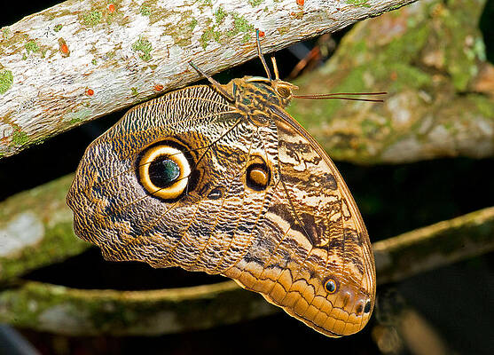 Wall Art - Photograph - Owl Butterfly #4 by Millard H. Sharp