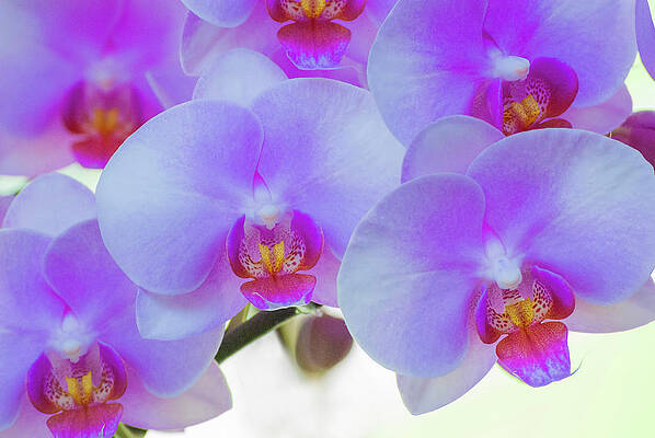 Wall Art - Photograph - Pink Orchid Blooms #4 by Anna Miller