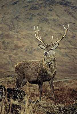 Wall Art - Photograph - Red Deer Stag #4 by Science Photo Library