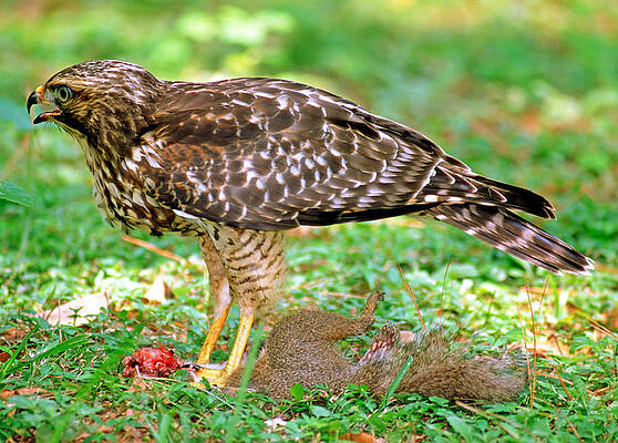 Wall Art - Photograph - Red Shouldered Hawk #4 by Millard H. Sharp
