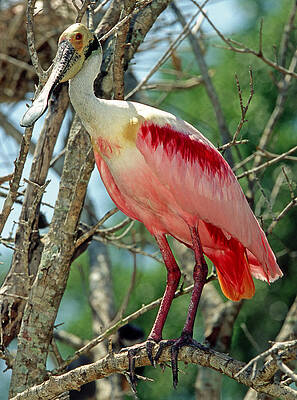 Wall Art - Photograph - Roseate Spoonbill Ajaja Ajaja #4 by Millard H. Sharp