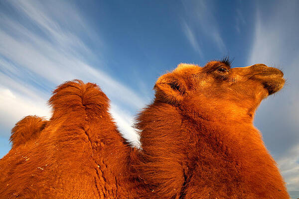 Wall Art - Photograph - Sand Dunes In The Gobi Desert  Bactrian #4 by David Santiago Garcia
