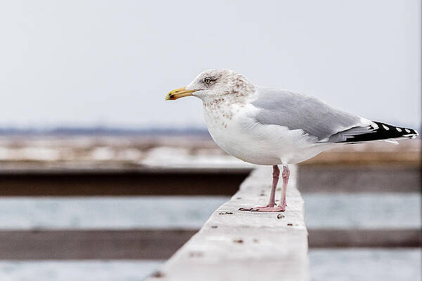 Wall Art - Photograph - Seagull #4 by SAURAVphoto Online Store