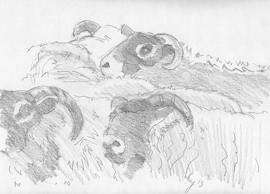Wall Art - Drawing - Sheep by Mike Jory