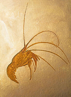 Wall Art - Photograph - Shrimp Fossil #4 by Millard H. Sharp