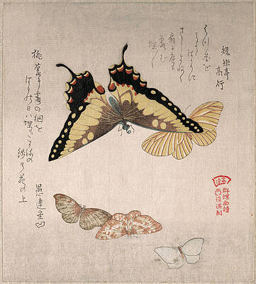 Various Moths And Butterflies Print by Kubo Shunman