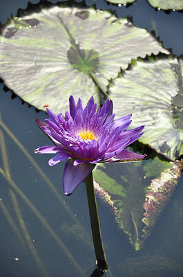 Water Lily by Dottie Branch Water Lily by Dottie Branch