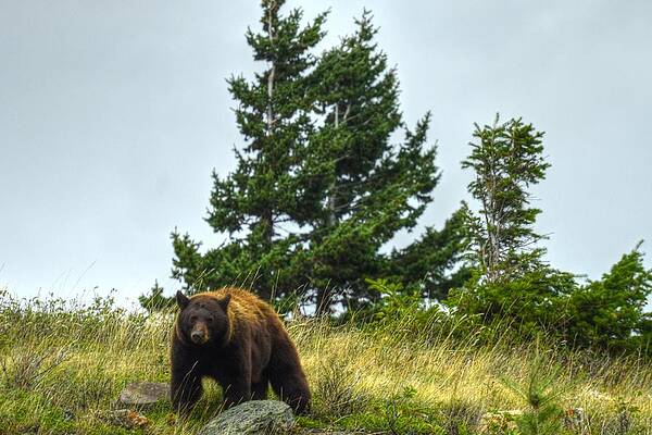 Wall Art - Photograph - Waterton Alberta Canada #4 by Paul James Bannerman
