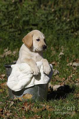 Wall Art - Photograph - Yellow Labrador Puppy #4 by Linda Freshwaters Arndt