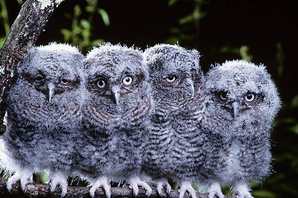 Wall Art - Photograph - 4 Young Eastern Screech Owls Otis Asio by Vintage Images
