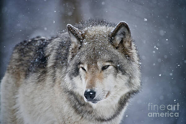 Timber Wolf by Michael Cummings Timber Wolf by Michael Cummings