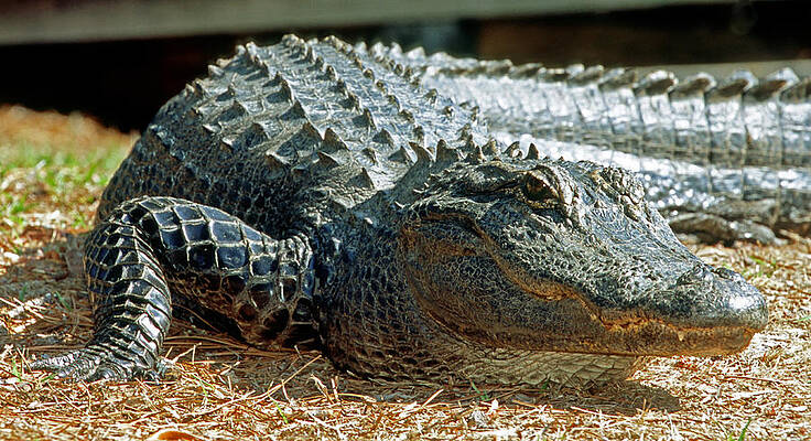 Wall Art - Photograph - American Alligator #47 by Millard H. Sharp
