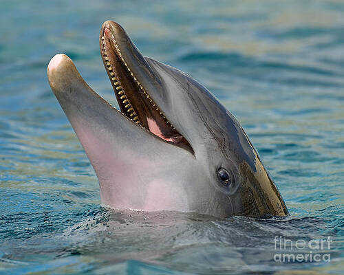 Wall Art - Photograph - Atlantic Bottlenose Dolphin #5 by Millard H. Sharp