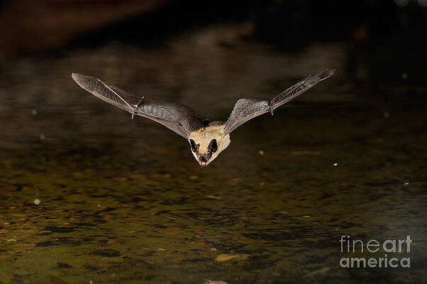 Wall Art - Photograph - Big Brown Bat #5 by Scott Linstead