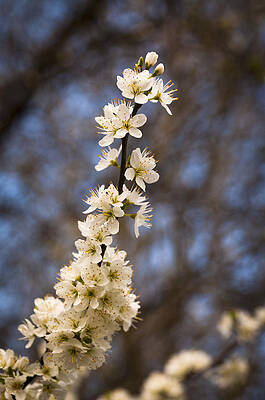 Blackthorn blossom by David Isaacson Blackthorn blossom by David Isaacson