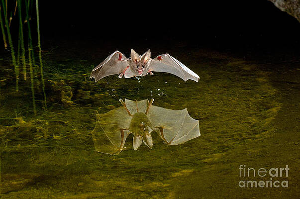 Wall Art - Photograph - California Leaf-nosed Bat At Pond #5 by Anthony Mercieca
