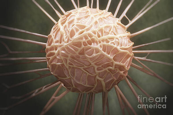 Wall Art - Photograph - Cancer Cell #5 by Science Picture Co