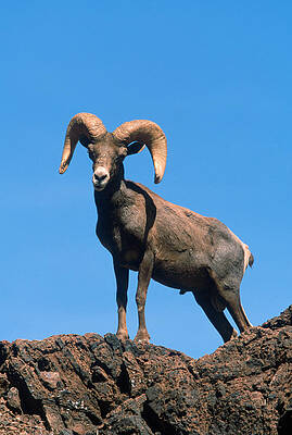 Wall Art - Photograph - Desert Bighorn Sheep Ram #5 by Craig K. Lorenz