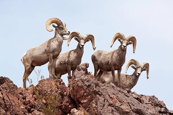 Wall Art - Photograph - Desert Bighorn Sheep Rams #5 by Craig K. Lorenz