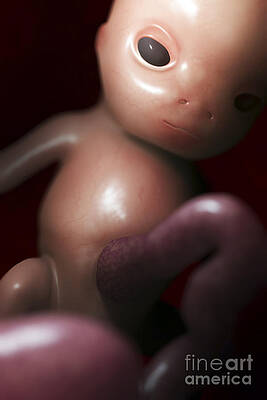 Wall Art - Photograph - Developing Fetus Week10 #5 by Science Picture Co