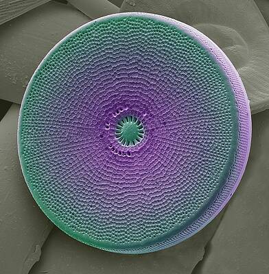 Wall Art - Photograph - Diatom #5 by Science Photo Library