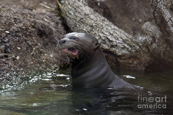 Wall Art - Photograph - Giant River Otter #5 by Mark Newman