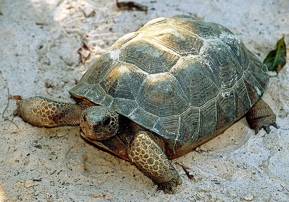 Wall Art - Photograph - Gopher Tortoise #5 by Millard H. Sharp