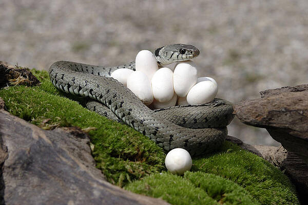 Wall Art - Photograph - Grass Snake With Eggs #5 by M. Watson
