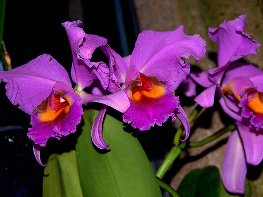 Happy Mothers Day by Aron Chervin Happy Mothers Day by Aron Chervin