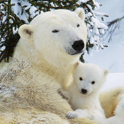 Wall Art - Photograph - Polar Bear With Cub #7 by M Watson