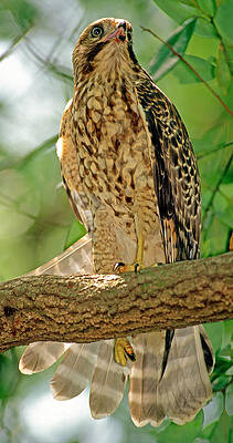 Wall Art - Photograph - Red Shouldered Hawk #5 by Millard H. Sharp