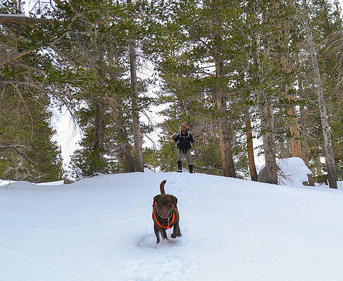 Wall Art - Photograph - Snowshoeing To Temple Crag With Mans #5 by Taylor Reilly